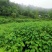 毛叶山桐子苗，2020年毛叶山桐子苗预售了。一年苗，二年
