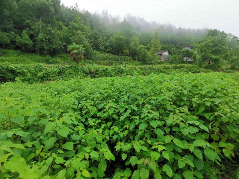 毛叶山桐子苗，2020年毛叶山桐子苗预售了。一年苗，二年