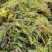微山湖马来眼子菜，狐尾藻金鱼藻各种水草