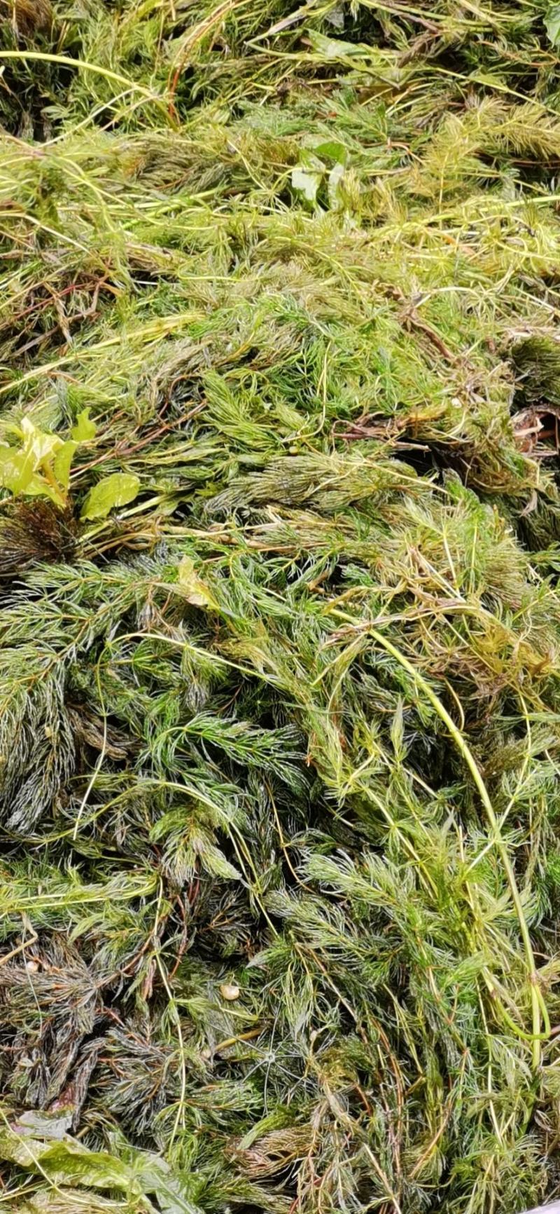 微山湖马来眼子菜，狐尾藻金鱼藻各种水草