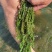 微山湖马来眼子菜，狐尾藻金鱼藻各种水草