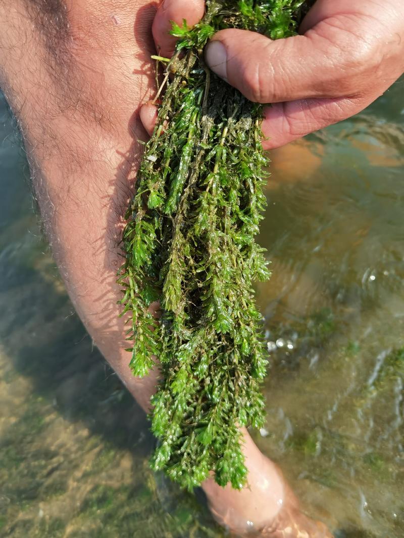 微山湖马来眼子菜，狐尾藻金鱼藻各种水草
