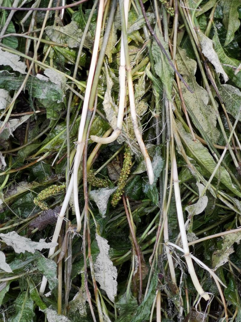 微山湖马来眼子菜，狐尾藻金鱼藻各种水草