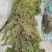 微山湖马来眼子菜，狐尾藻金鱼藻各种水草