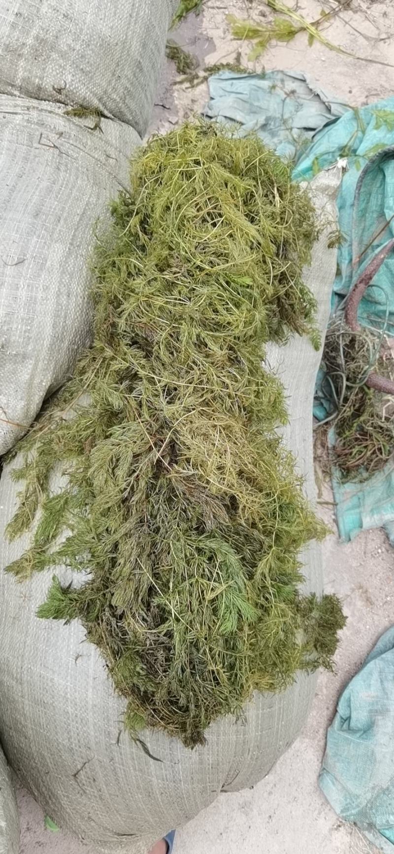 微山湖马来眼子菜，狐尾藻金鱼藻各种水草