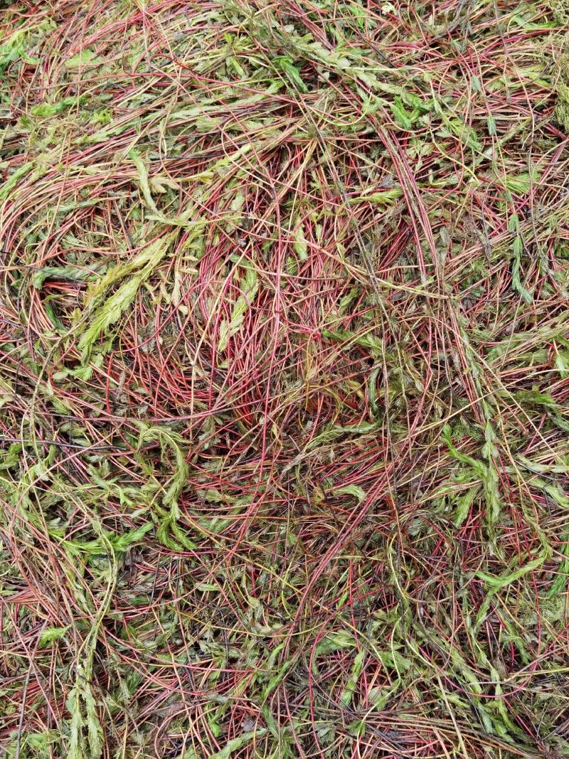 微山湖马来眼子菜，狐尾藻金鱼藻各种水草