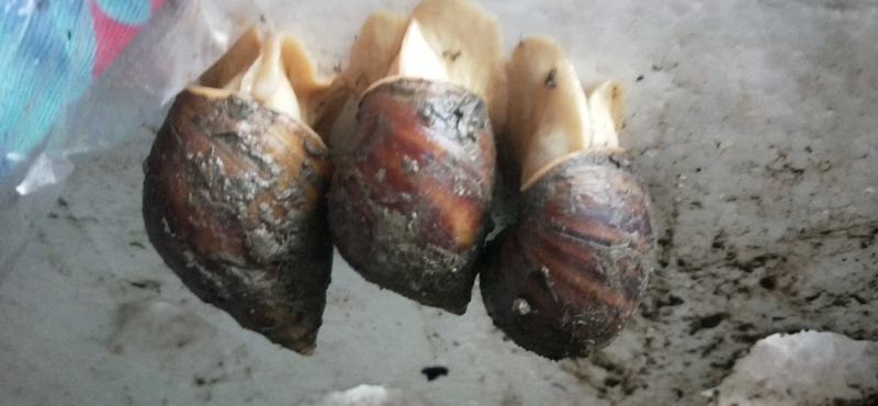 白玉蜗牛，商品蜗牛蜗牛肉