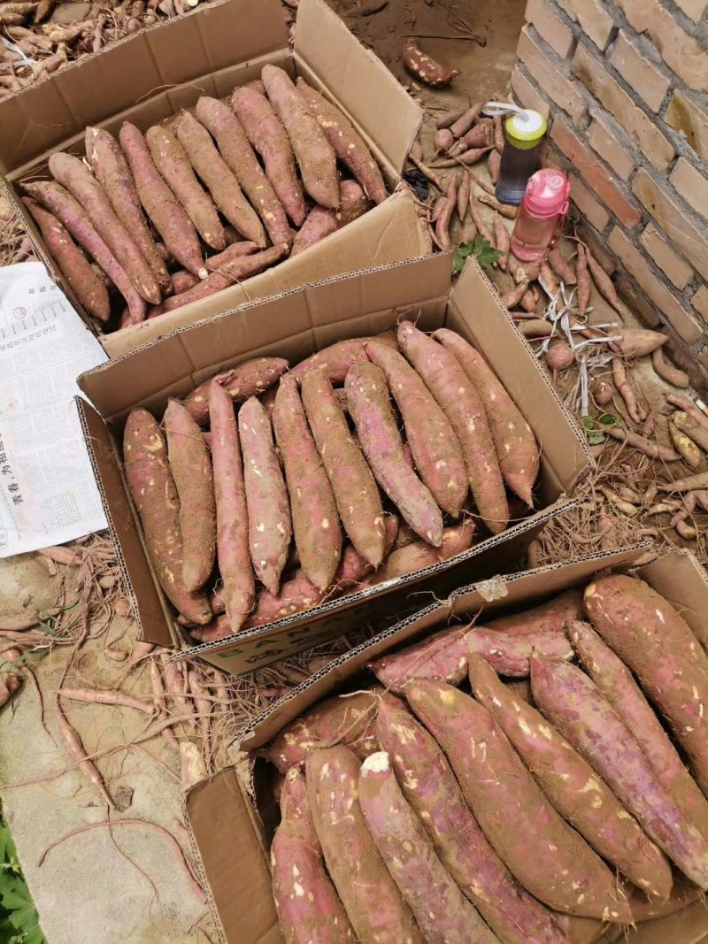 新鲜红薯现挖现发沙地板栗红薯货源充足支持微商电商代发