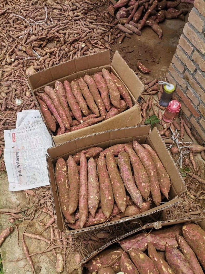 新鲜红薯现挖现发沙地板栗红薯货源充足支持微商电商代发