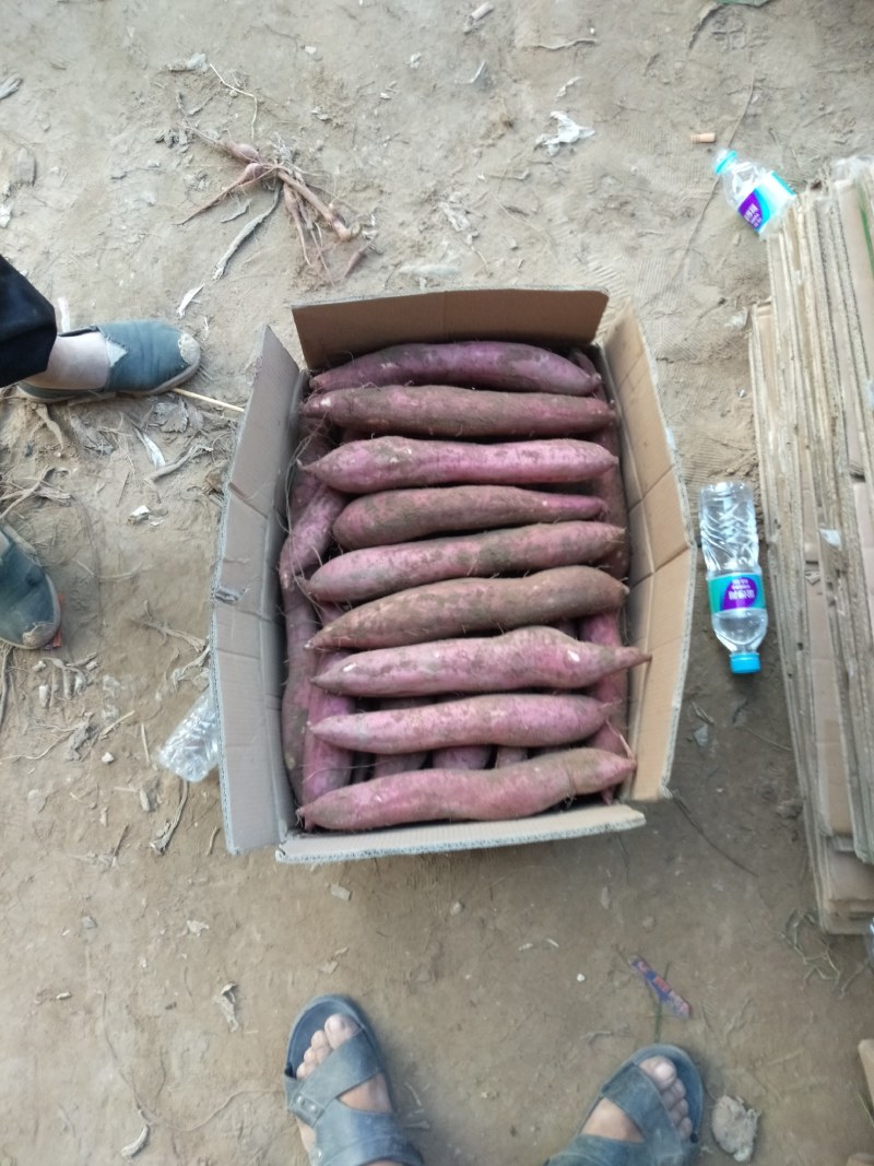 新鲜红薯现挖现发沙地板栗红薯货源充足支持微商电商代发