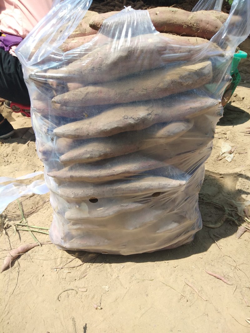 新鲜红薯现挖现发沙地板栗红薯货源充足支持微商电商代发