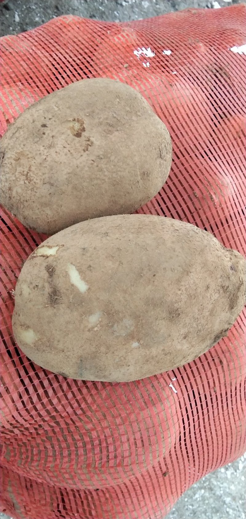 新鲜优质威芋五号土豆大号欢迎前来三两以后