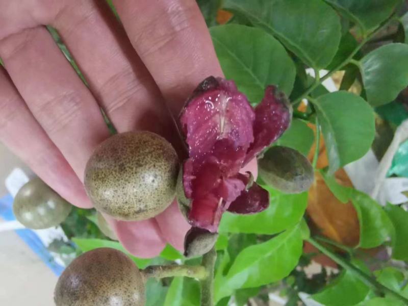 紫色黄皮苗黑黄皮苗鸡心黄皮苗白沙黄皮苗