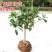 沉香桂桂花树嫁接四季开花浓香型庭院金桂树苗好养易活的植物