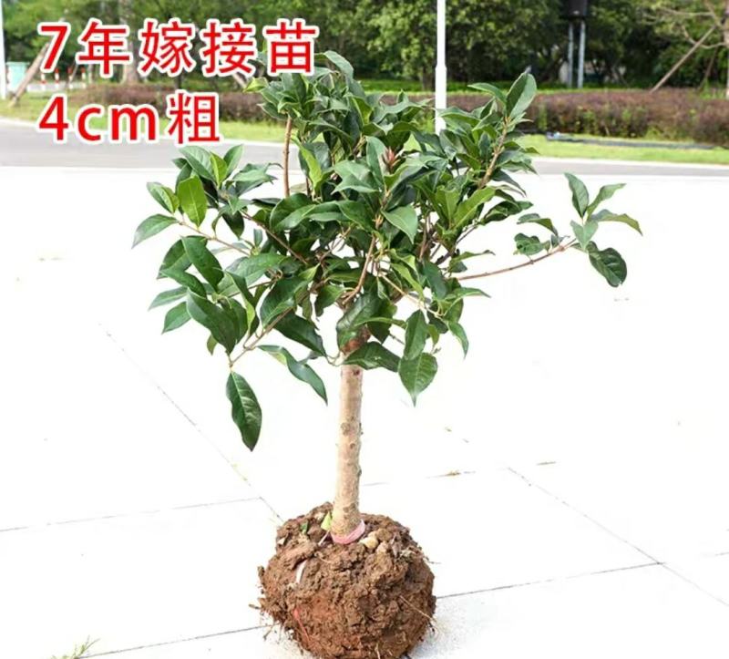 沉香桂桂花树嫁接四季开花浓香型庭院金桂树苗好养易活的植物
