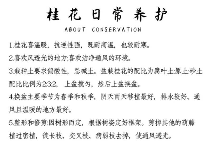 沉香桂桂花树嫁接四季开花浓香型庭院金桂树苗好养易活的植物