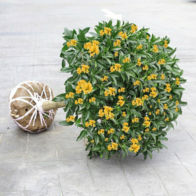 沉香桂桂花树嫁接四季开花浓香型庭院金桂树苗好养易活的植物