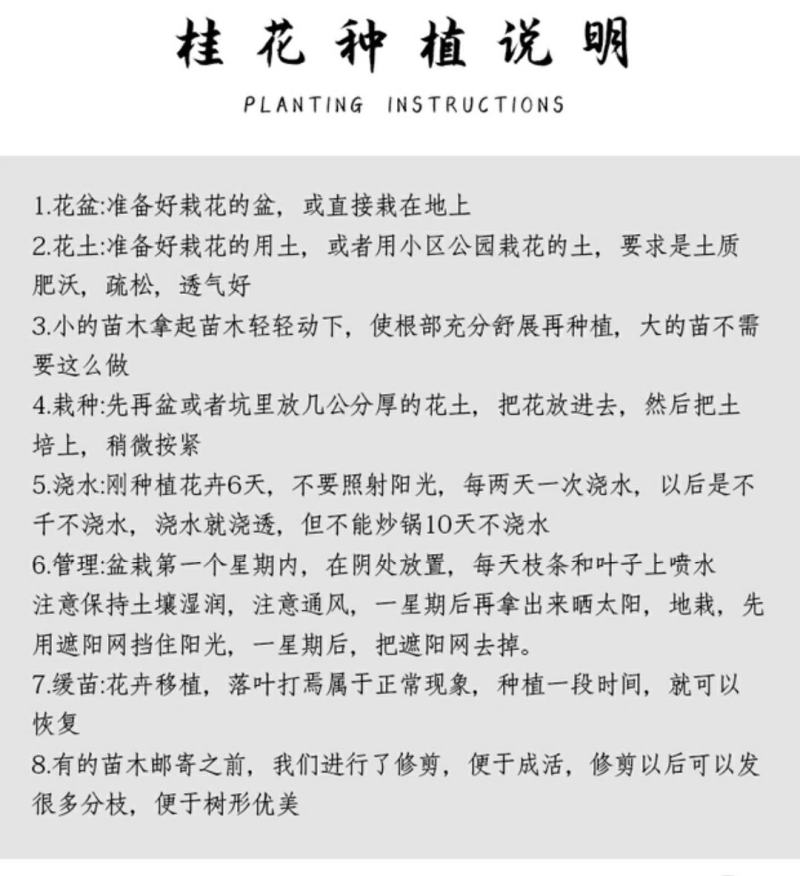 沉香桂桂花树嫁接四季开花浓香型庭院金桂树苗好养易活的植物