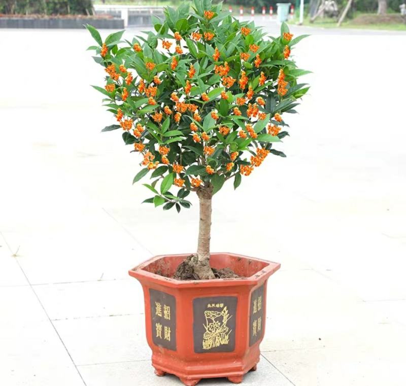 沉香桂桂花树嫁接四季开花浓香型庭院金桂树苗好养易活的植物