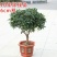 沉香桂桂花树嫁接四季开花浓香型庭院金桂树苗好养易活的植物