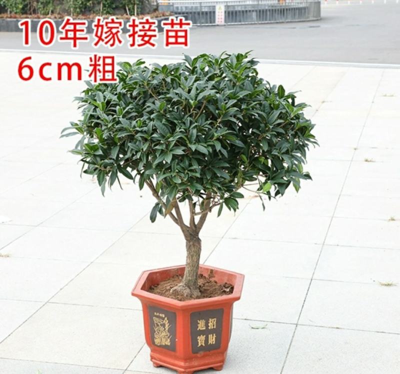 沉香桂桂花树嫁接四季开花浓香型庭院金桂树苗好养易活的植物