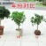 沉香桂桂花树嫁接四季开花浓香型庭院金桂树苗好养易活的植物
