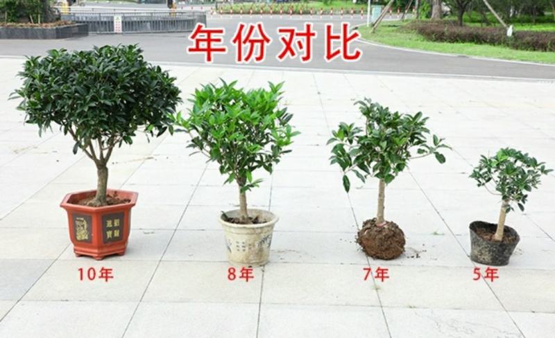 沉香桂桂花树嫁接四季开花浓香型庭院金桂树苗好养易活的植物