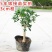 沉香桂桂花树嫁接四季开花浓香型庭院金桂树苗好养易活的植物