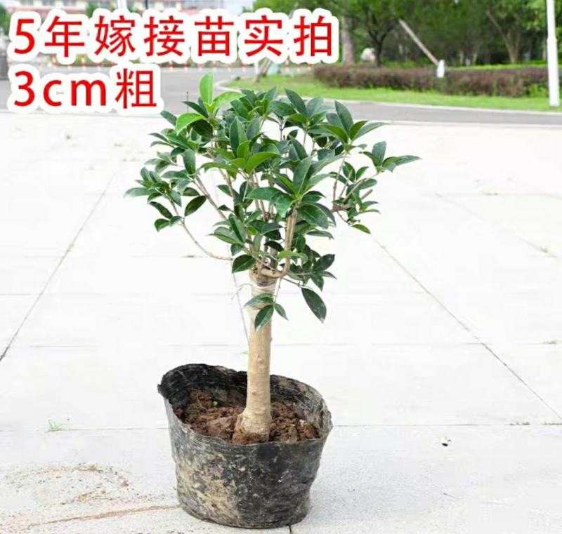 沉香桂桂花树嫁接四季开花浓香型庭院金桂树苗好养易活的植物