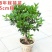 沉香桂桂花树嫁接四季开花浓香型庭院金桂树苗好养易活的植物