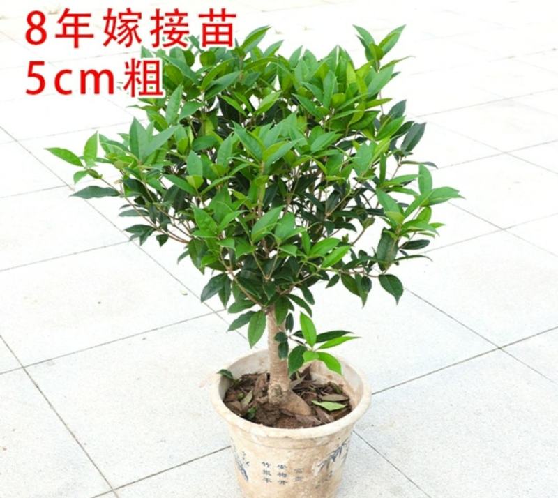沉香桂桂花树嫁接四季开花浓香型庭院金桂树苗好养易活的植物