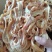 鹅肠，根根鹅肠，抓盘鹅肠大量有货鲜冻都有，量大从优