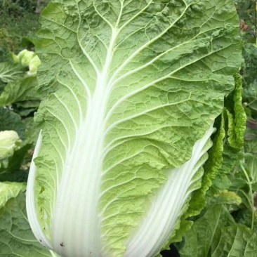 黄心大白菜湖北利川高山反季节支持线上交易