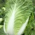 黄心大白菜湖北利川高山反季节支持线上交易