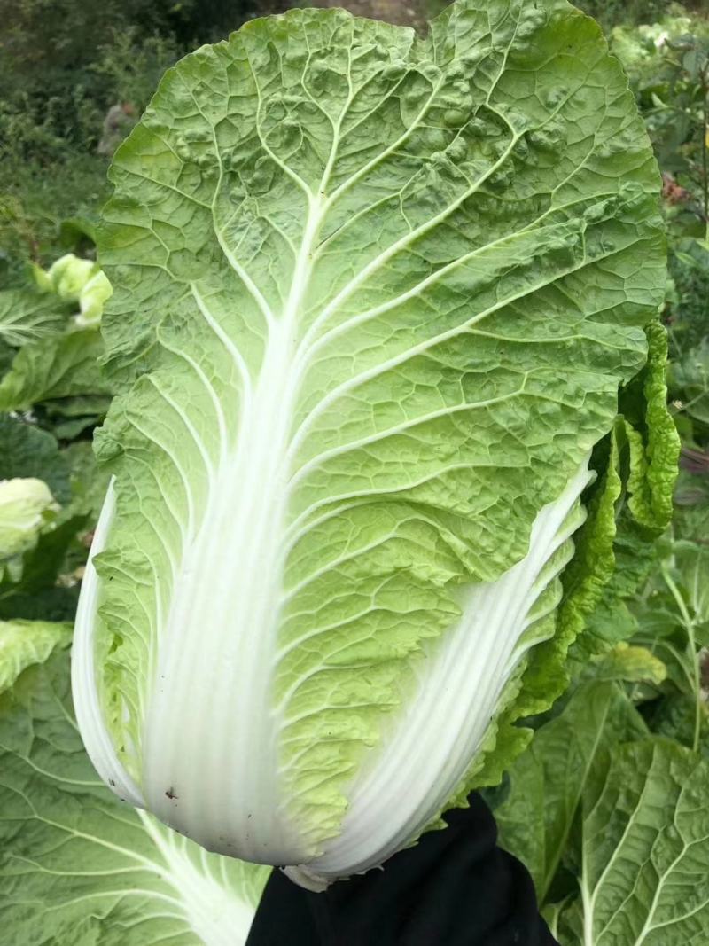 黄心大白菜湖北利川高山反季节支持线上交易