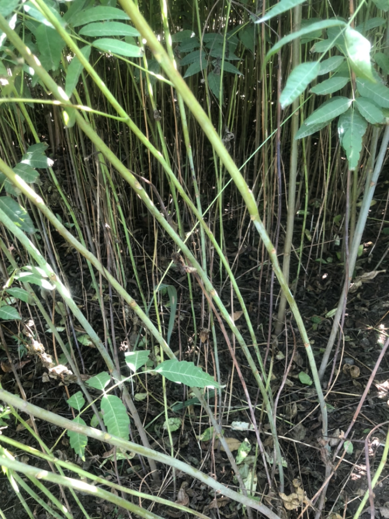 红油香椿1到3公分15万棵，4到6公分8万