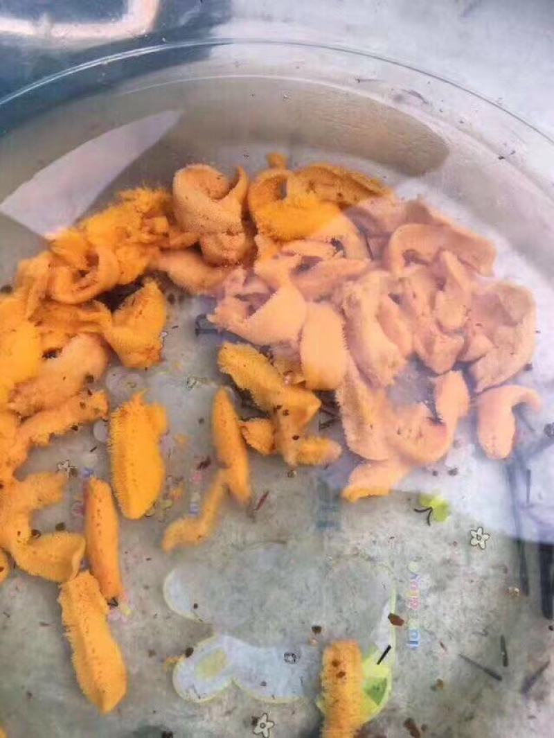 大量海胆批发，有需要的可以联系我
