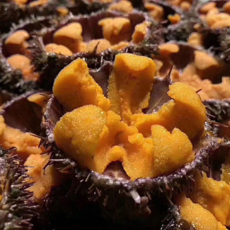 大量海胆批发，有需要的可以联系我