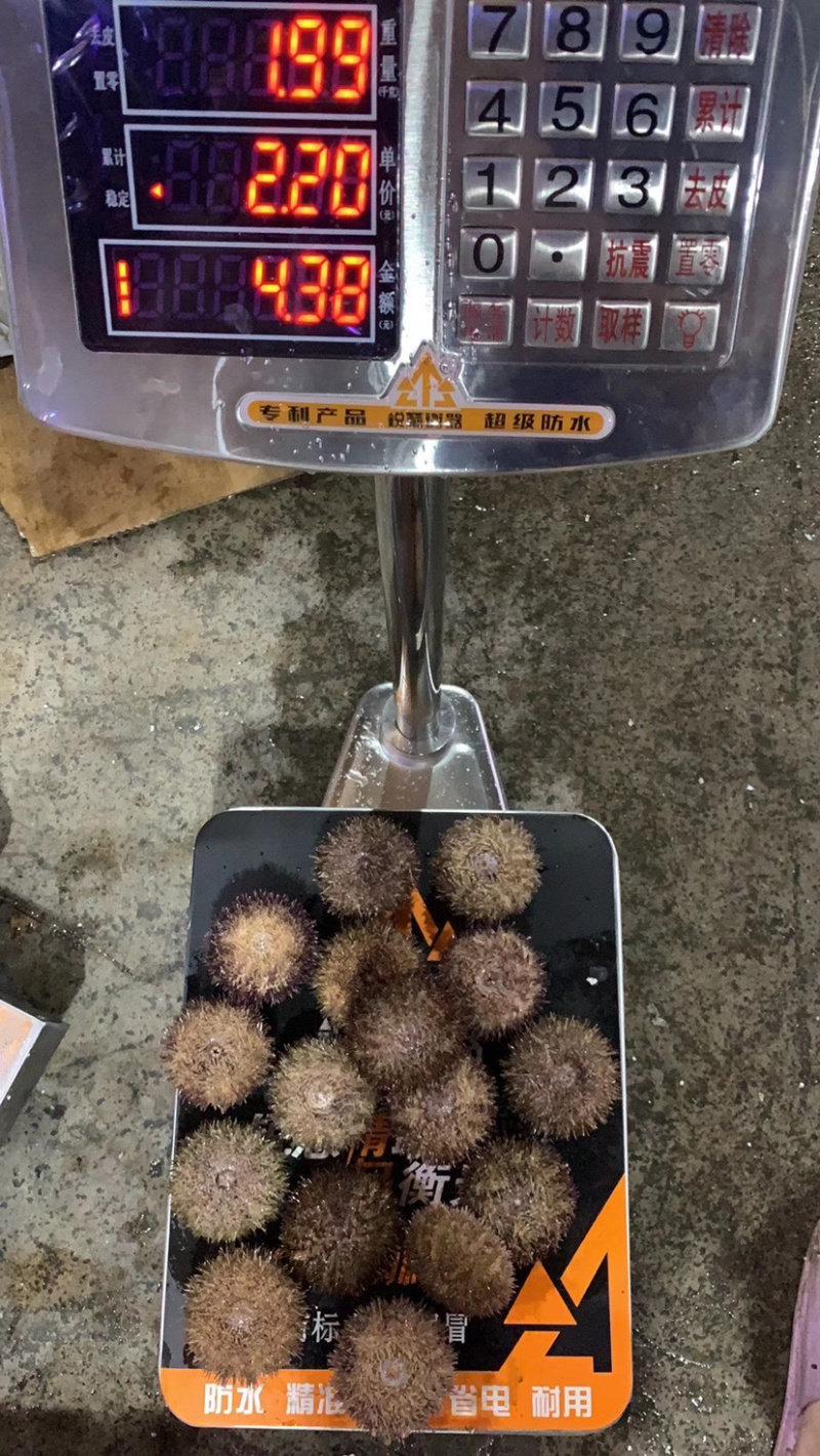大量海胆批发，有需要的可以联系我