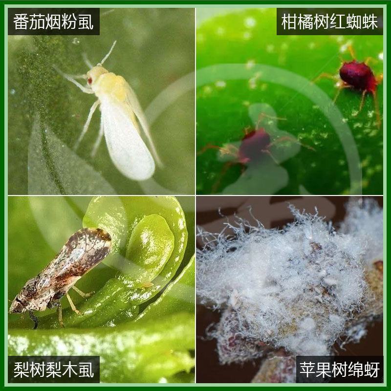 亩旺特22.4%螺虫乙酯红蜘蛛介壳虫梨木虱杀虫剂