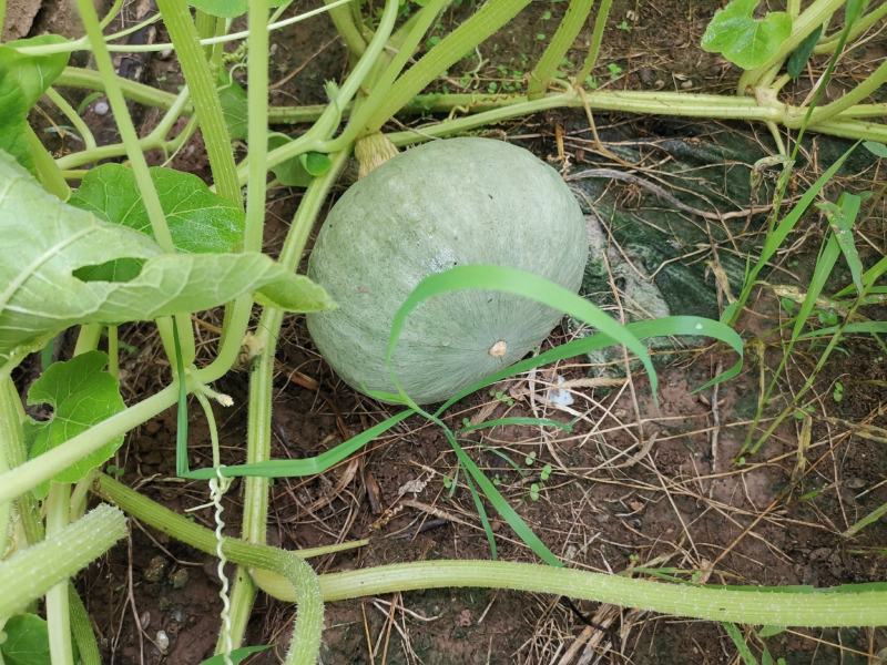 银栗南瓜种子早熟品种甜面香板栗南瓜基地种植