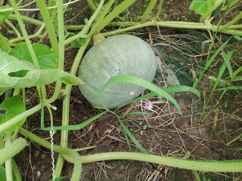 银栗南瓜种子早熟品种甜面香板栗南瓜基地种植