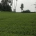 茶叶苗（复选九号.四号.蒙山九号.福鼎.乌牛早.黄金茶）
