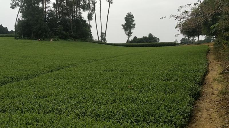 茶叶苗（复选九号.四号.蒙山九号.福鼎.乌牛早.黄金茶）