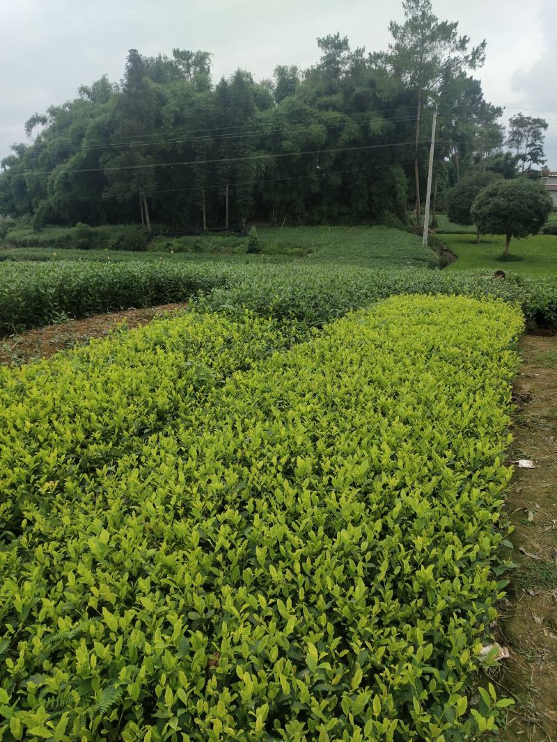 茶叶苗（复选九号.四号.蒙山九号.福鼎.乌牛早.黄金茶）