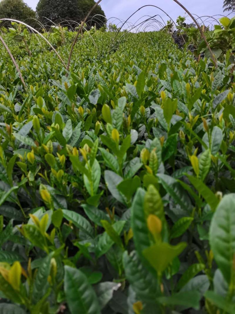 茶叶苗（复选九号.四号.蒙山九号.福鼎.乌牛早.黄金茶）
