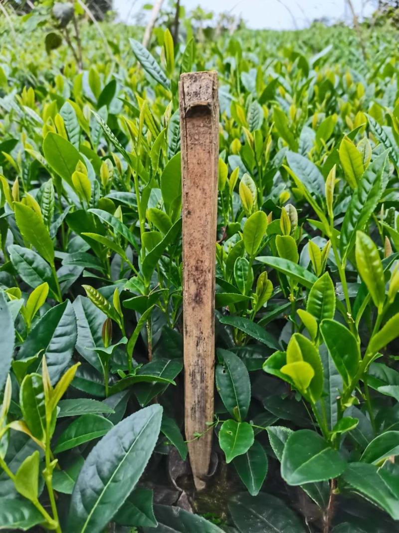 茶叶苗（复选九号.四号.蒙山九号.福鼎.乌牛早.黄金茶）