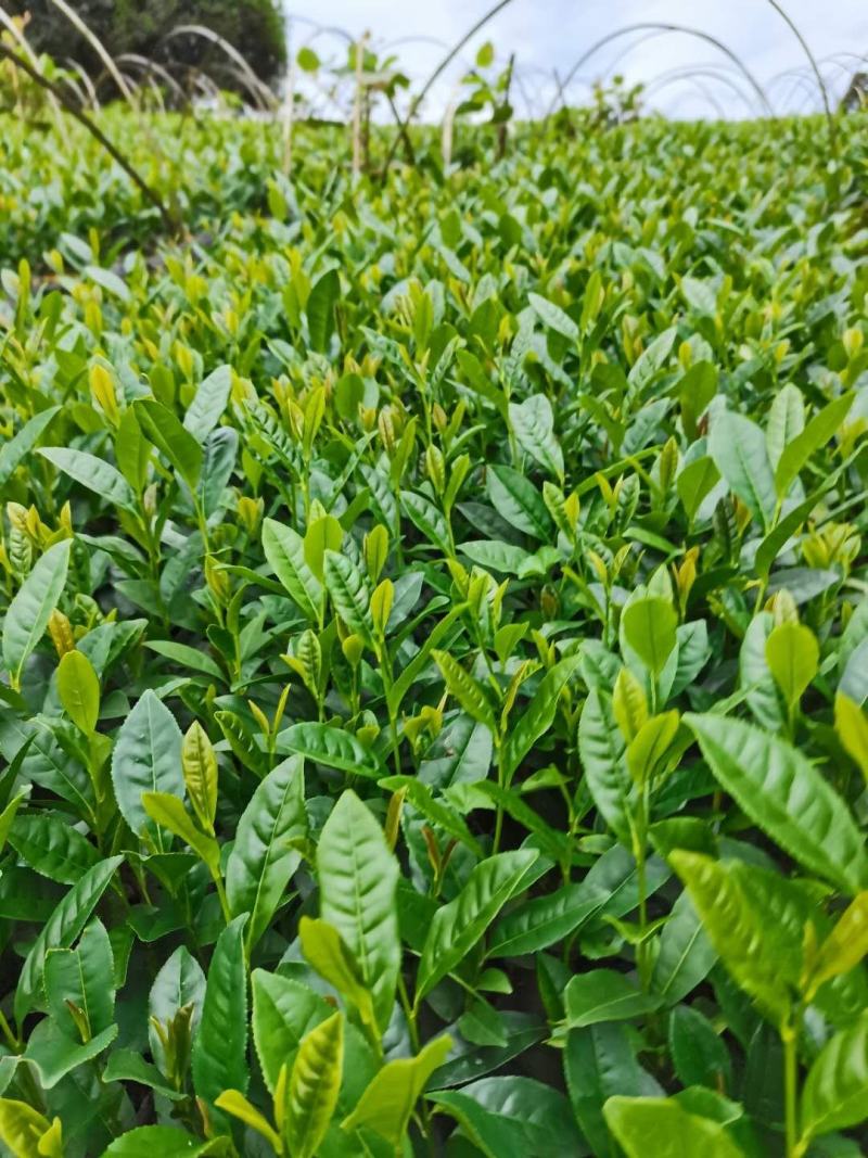 茶叶苗（复选九号.四号.蒙山九号.福鼎.乌牛早.黄金茶）