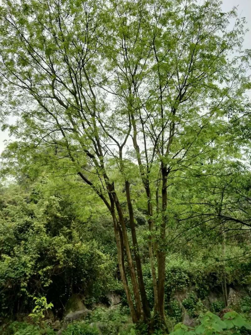 重庆巴南区赚宝苗圃精品丛生熟货皂角树价格美丽