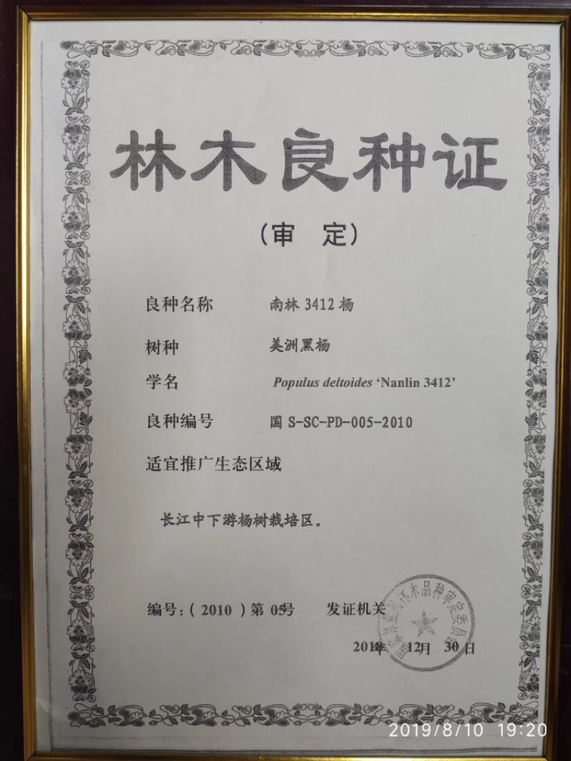 杨树苗，无絮杨南林3412杨107杨，2025杨100万